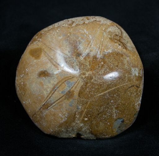 Fossil Sand Dollar Mepygurus From Madagascar #1644